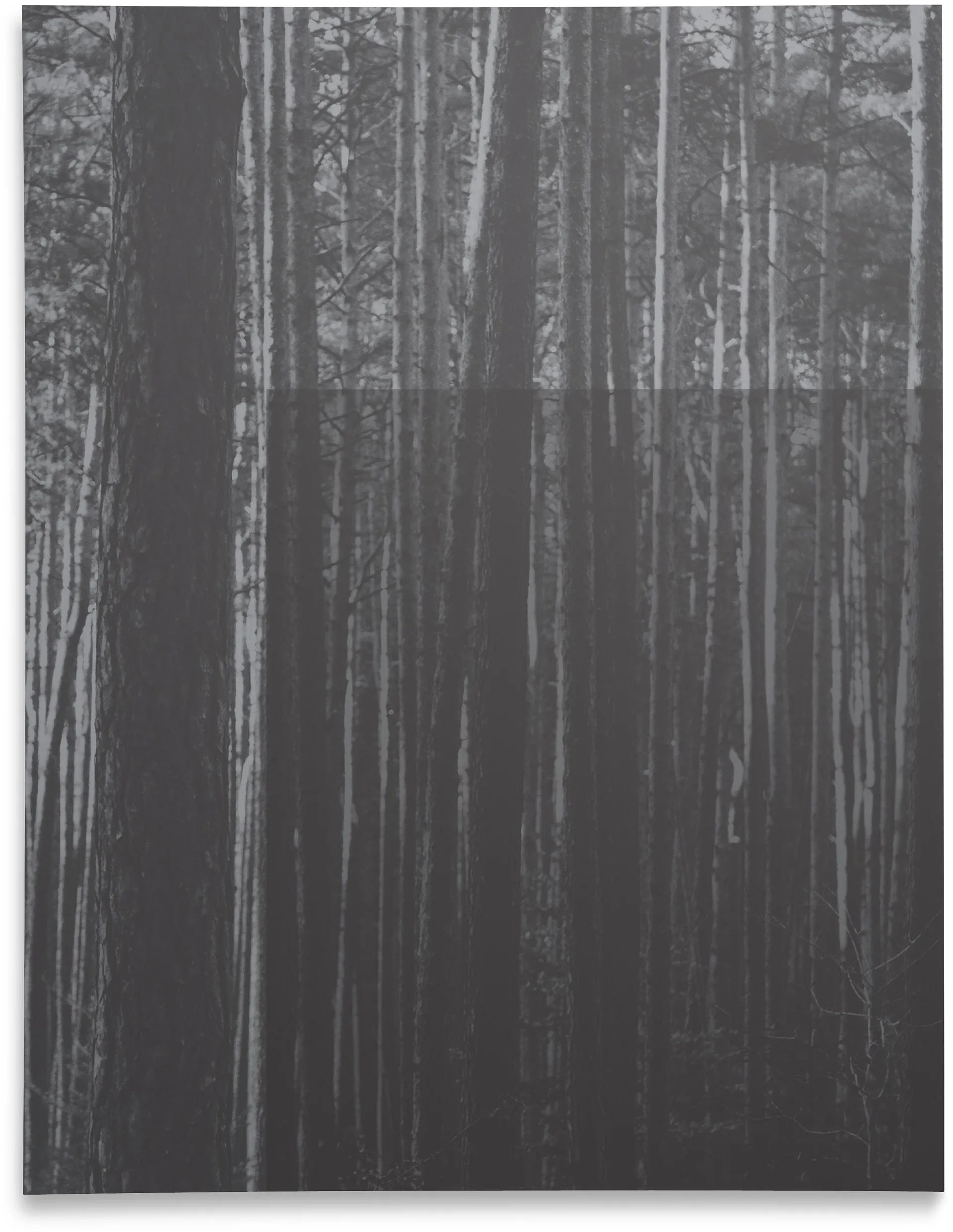 Dark black and white forest photo of tall pine trunks, used as a poster background image
